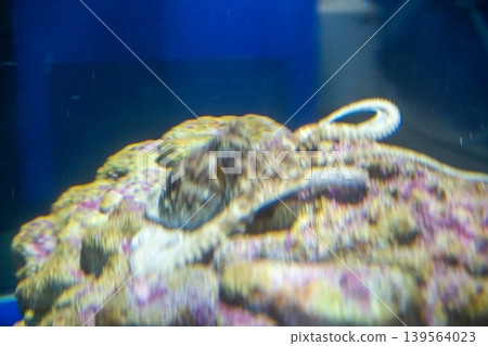 Octopus hiding among rocks Octopus hiding among rocks 139564023