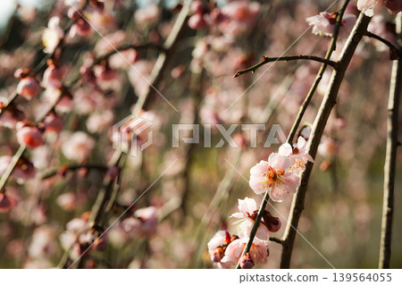 Weeping plum blossoms in full bloom, illuminated by the morning sun. 139564055