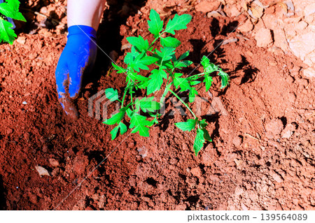 Gardener plants young tomato seedling in garden soil in backyard Gardener plants young tomato seedling in garden soil in backyard 139564089