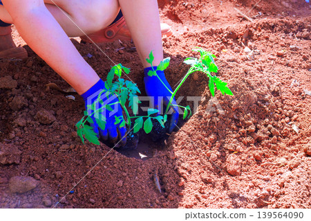 Person plants young tomato plants in garden soil in spring while wearing blue gloves 139564090