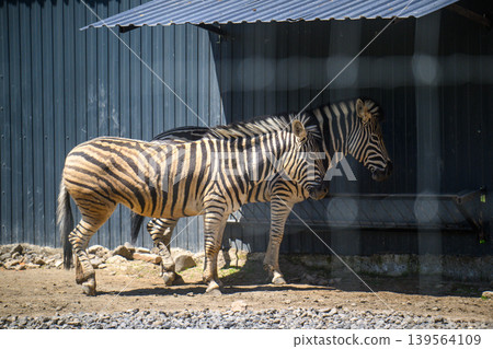 Striped zebra stands under metal roof at animal facility 139564109