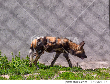 African wild dog walking past a concrete wall with green grass African wild dog walking past a concrete wall with green grass 139564113