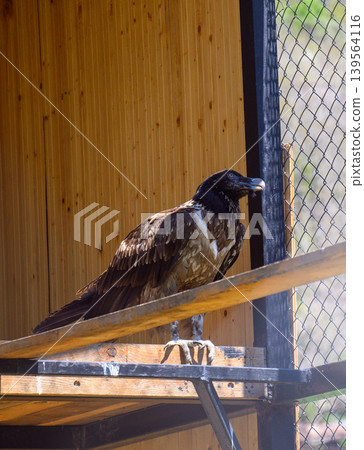 Black vulture resting on wooden perch near fence Black vulture resting on wooden perch near fence 139564116