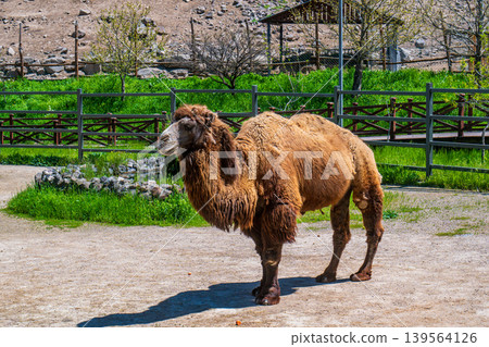 Dromedary camel, single, standing in sunny enclosure with fence, grass Dromedary camel, single, standing in sunny enclosure with fence, grass 139564126