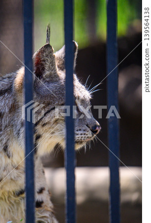 Lynx looks through vertical metal bars, appearing attentive and still Lynx looks through vertical metal bars, appearing attentive and still 139564138