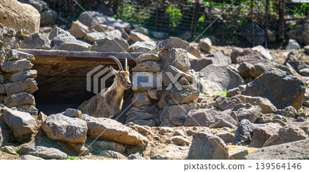 Small ibex stands near rock cave entrance Small ibex stands near rock cave entrance 139564146