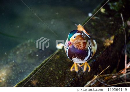 Mandarin duck perched on wet stone near calm water Mandarin duck perched on wet stone near calm water 139564149