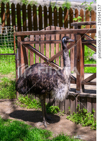 Large emu bird in outdoor pen with wood fencing and grass 139564157