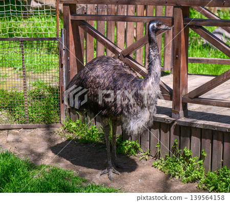 Large flightless bird standing in outdoor enclosure with wooden fence Large flightless bird standing in outdoor enclosure with wooden fence 139564158