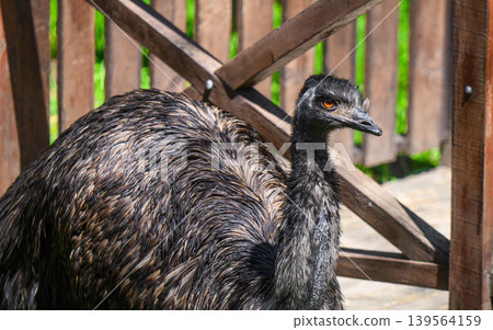 Large emu near a wooden gate Large emu near a wooden gate 139564159