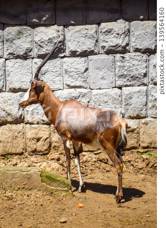 Brown antelope beside stone wall in bright sunlight Brown antelope beside stone wall in bright sunlight 139564160
