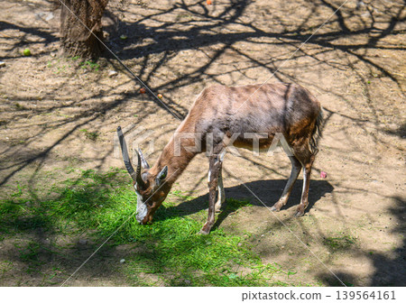 Kudu antelope eats fresh grass in sunny woodland 139564161