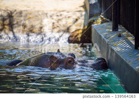 Close-up of hippopotamus in pool Close-up of hippopotamus in pool 139564163