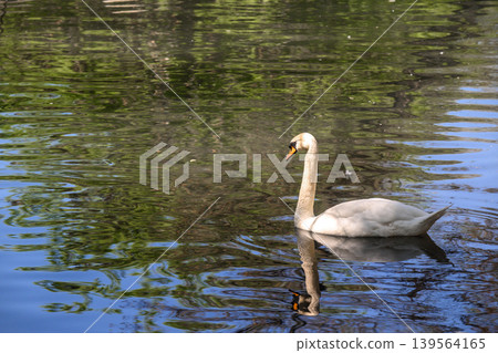 Swan swims alone in quiet pond with tree reflections 139564165