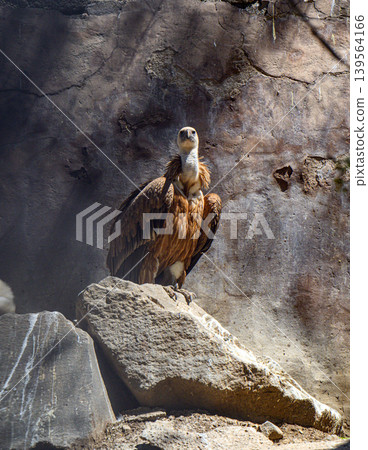 Vulture sitting on stone in rocky habitat under sunlight 139564166