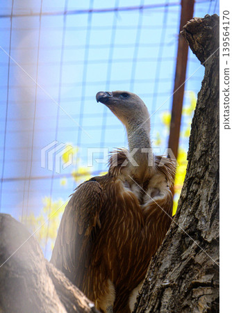 Vulture stands near tree, head raised in enclosure Vulture stands near tree, head raised in enclosure 139564170