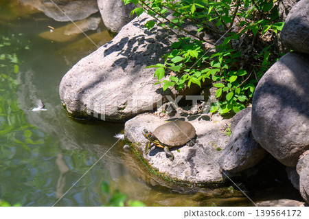 Sunny day near stream with turtle on stone Sunny day near stream with turtle on stone 139564172