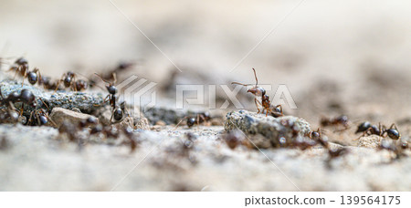 Ants crawling over stones in shallow focus, showing teamwork Ants crawling over stones in shallow focus, showing teamwork 139564175