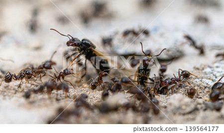 Ants on sand, close-up of colony activity Ants on sand, close-up of colony activity 139564177