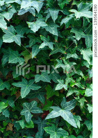 Close-up of glossy ivy foliage 139564190