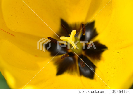 Yellow tulip close-up Yellow tulip close-up 139564194