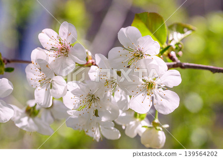 Close-up of white cherry blossoms on branch Close-up of white cherry blossoms on branch 139564202