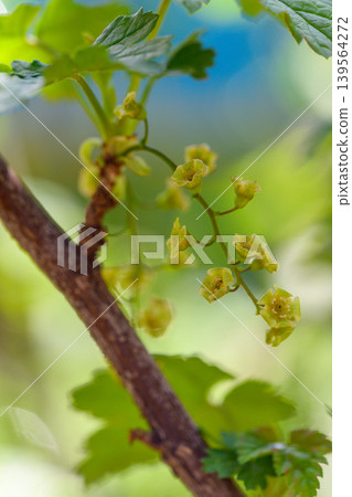 Currant blossom cluster on branch with green leaves and blurred background Currant blossom cluster on branch with green leaves and blurred background 139564272