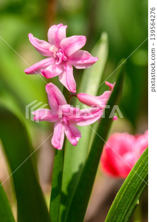 Close-up of pink hyacinth flowers with green stems and blurred background 139564276