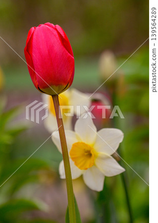 Red tulip flower bud and white daffodil in soft focus, spring garden background Red tulip flower bud and white daffodil in soft focus, spring garden background 139564289