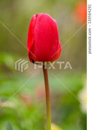 Unopened red tulip bud with smooth surface Unopened red tulip bud with smooth surface 139564291