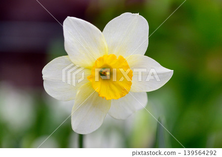 Close-up of white daffodil with yellow center Close-up of white daffodil with yellow center 139564292