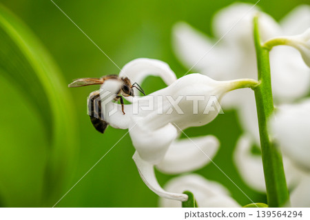 Close-up of bee on white flower with green background 139564294