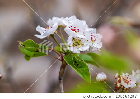White pear blossoms with red-tipped stamens bloom among green leaves White pear blossoms with red-tipped stamens bloom among green leaves 139564298