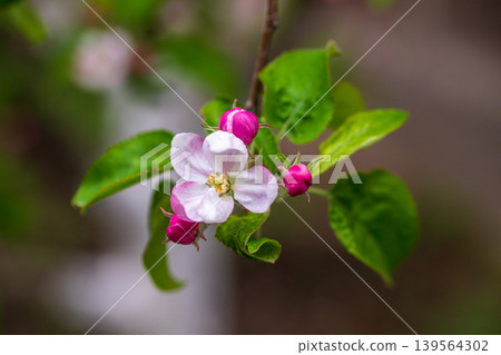 Close-up of a single apple flower with unopened buds and fresh green leaves Close-up of a single apple flower with unopened buds and fresh green leaves 139564302