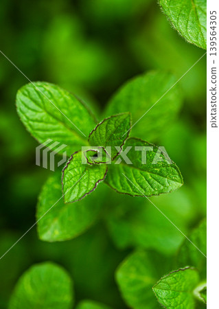Close-up shot of mint plant Close-up shot of mint plant 139564305