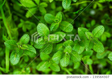 Close-up view of fresh mint plants growing in a lush, green garden bed Close-up view of fresh mint plants growing in a lush, green garden bed 139564307