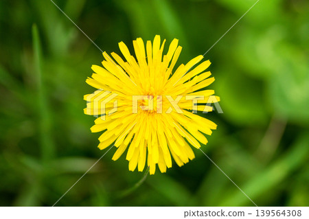 Dandelion flower in meadow, fresh green grass in background Dandelion flower in meadow, fresh green grass in background 139564308