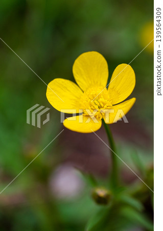 Close-up of a single yellow buttercup flower against a natural 139564309
