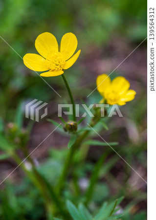 Close-up of yellow buttercup flowers in green foliage, shallow depth of field Close-up of yellow buttercup flowers in green foliage, shallow depth of field 139564312