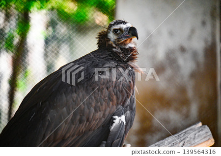 Vulture-like bird resting on branch Vulture-like bird resting on branch 139564316
