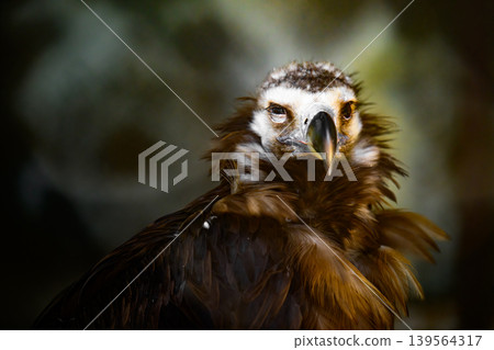 Close-up of a vulture's head and upper chest Close-up of a vulture's head and upper chest 139564317