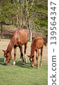 A brown mare and her young foal grazing together on a green pasture with a natural forest background 139564347