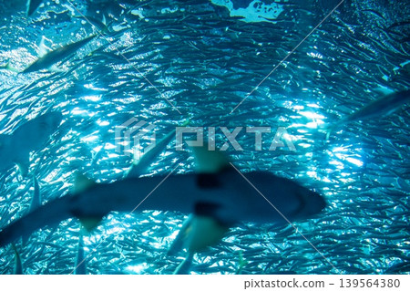 A school of fish and a shark bathed in sunlight. A school of fish and a shark bathed in sunlight. 139564380