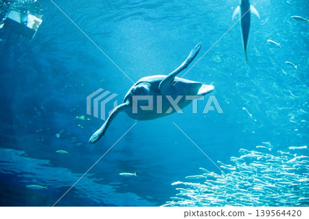 A sea turtle swimming leisurely in the blue ocean. A sea turtle swimming leisurely in the blue ocean. 139564420