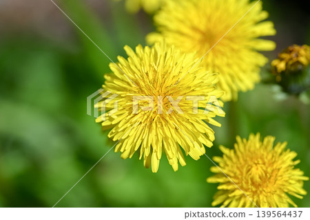 Dandelions blooming in the field Dandelions blooming in the field 139564437