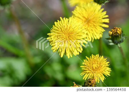 Dandelions blooming in the field Dandelions blooming in the field 139564438