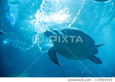 A sea turtle swimming in the sunlight-filled water. A sea turtle swimming in the sunlight-filled water. 139564439