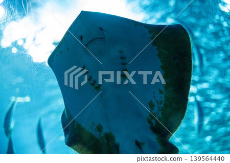 陽光灑在湛藍的海水中，一隻鰩魚悠然游弋。 139564440