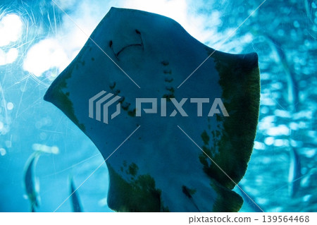 水族館裡的鰩魚 水族館裡的鰩魚 139564468
