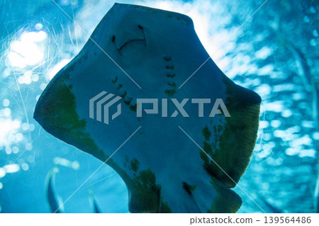 鰩魚在藍色世界裡游弋 139564486